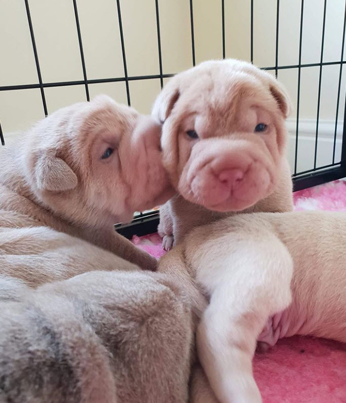 Illustration de l'article : 17 photos de chiens Shar-Pei prouvant qu'une peau plissée peut être la plus jolie des choses